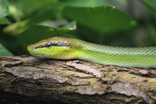 Gonyosoma oxycephalum, known commonly as the arboreal ratsnake, the red-tailed green ratsnake, and the red-tailed racer, is a species of snake in the family Colubridae.