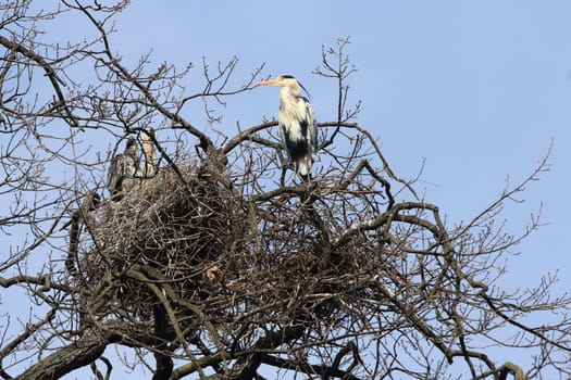 The Great Blue Heron (Ardea cinerea) is a bird species from the order of the Ciconiiformes