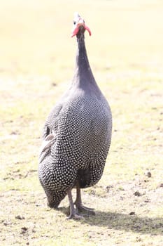 Guineafowl are birds of the family Numididae in the order Galliformes. They are endemic to Africa