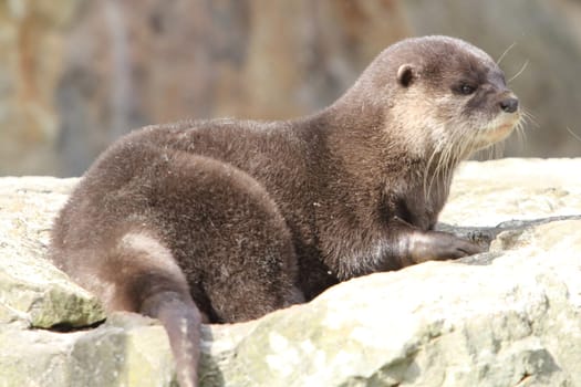 The Eurasian otter (Lutra lutra), also known as the European otter, Eurasian river otter, common otter, and Old World otter, is a semiaquatic mammal native to Eurasia.