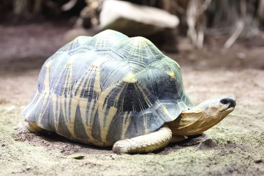 The radiated tortoise (Astrochelys radiata) is an originally endemic to Madagascar Species from the family of tortoises