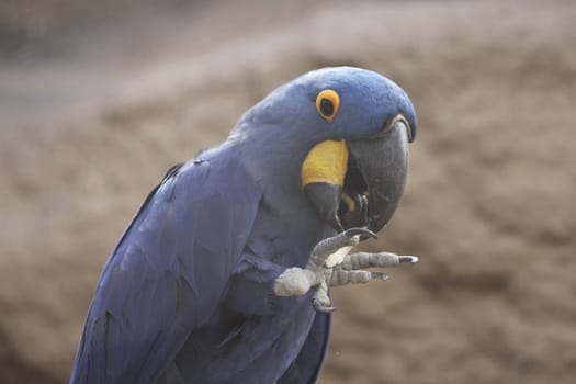 The hyacinth macaw (Anodorhynchus hyacinthinus), or hyacinthine macaw, or more commonly called the “Blue macaw” is a parrot native to central and eastern South America