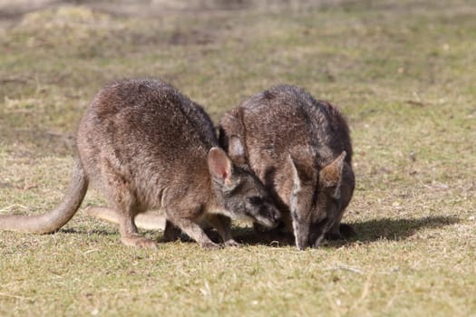 the Parma wallaby (Macropus parma) was first described by British naturalist John Gould in about 1840.