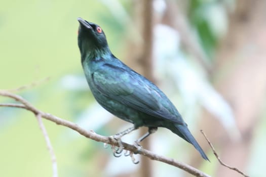 The Asian glossy starling (Aplonis panayensis) is a species of starling in the family Sturnidae