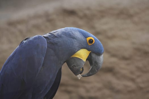 The hyacinth macaw (Anodorhynchus hyacinthinus), or hyacinthine macaw, or more commonly called the “Blue macaw” is a parrot native to central and eastern South America