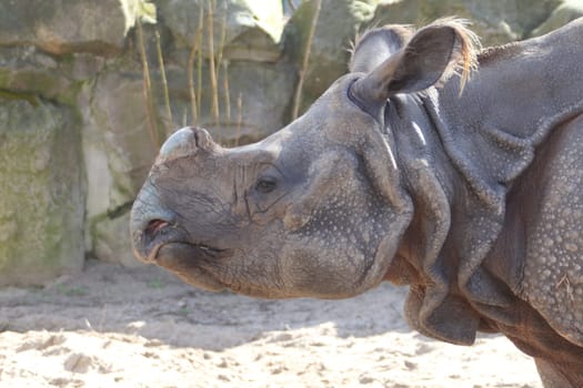 The Indian rhinoceros (Rhinoceros unicornis), also called the greater one-horned rhinoceros and great Indian rhinoceros, is a rhinoceros native to the Indian subcontinent.