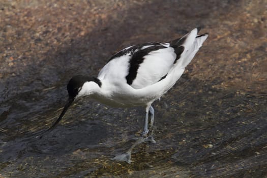 The pied avocet (Recurvirostra avosetta) is a large black and white wader in the avocet and stilt family, Recurvirostridae. They breed in temperate Europe and western and Central Asia.