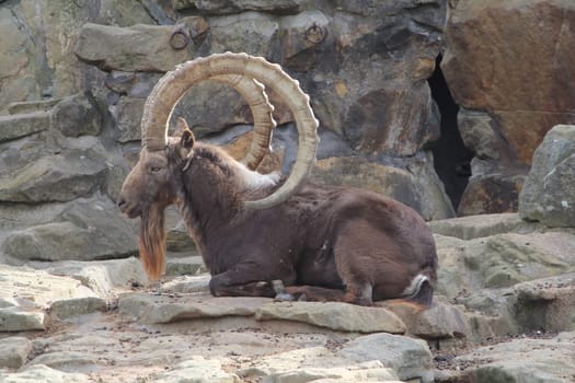 The Siberian ibex (Capra sibirica) is a species of ibex that lives in central Asia. It has traditionally been treated as a subspecies of the Alpine ibex