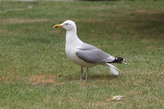 The European herring gull (Larus argentatus) is a large gull. One of the best known of all gulls along the shores of western Europe, it was once abundant.