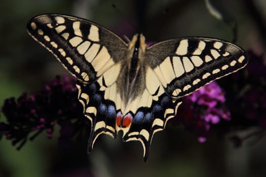 Papilio machaon, the Old World swallowtail, is a butterfly of the family Papilionidae
