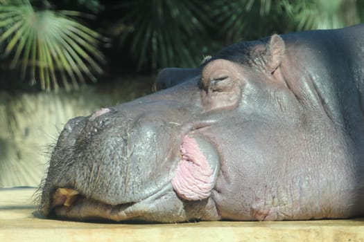 The common hippopotamus (Hippopotamus amphibius), or hippo, is a large, mostly herbivorous, semiaquatic mammal and ungulate native to sub-Saharan Africa