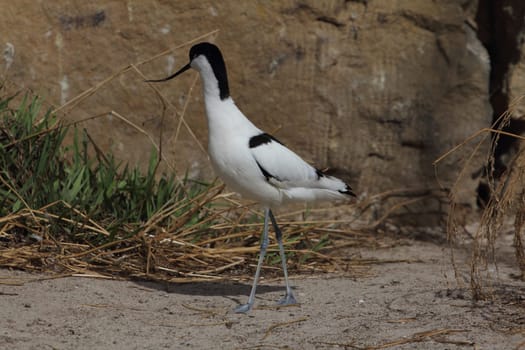 The pied avocet (Recurvirostra avosetta) is a large black and white wader in the avocet and stilt family, Recurvirostridae. They breed in temperate Europe and western and Central Asia.