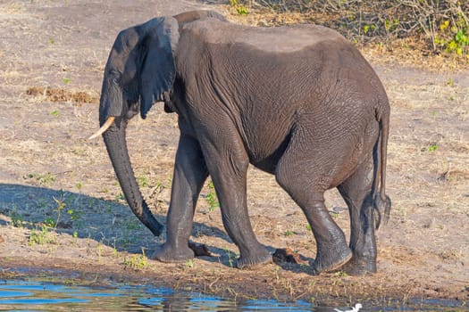 African Elephant Walking Along Shore After a Swim in the Chobe River in Botswana