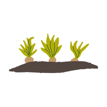 bulbous flower plants planted in the garden. Vector illustration isolated.