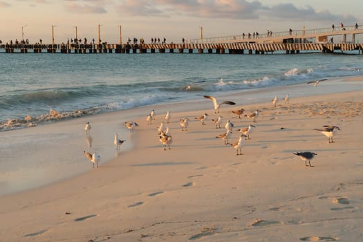 Seagulls enjoying the first sun light on the beach in front of the ferry port in Playa del Carmen, Mexico 2022
