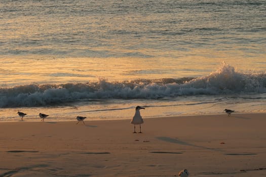 A seagull and a couple of sand pipers enjoying sunrise at the beach in Playa del Carmen, Mexico 2022