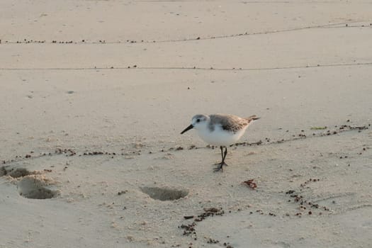 Little sand piper at blue hour in Playa del Carmen, Mexico 2022