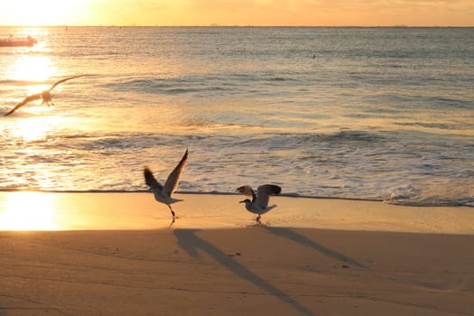 To seagulls about to take off from the beach in Playa del Carmen at sunrise, Mexico 2022