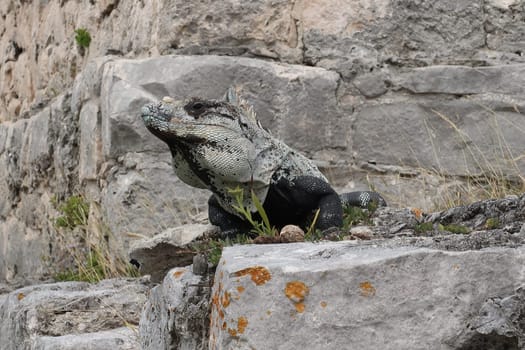 Big Iguana Lizzard at the Mayan Ruins of Tulum, Mexico 2022