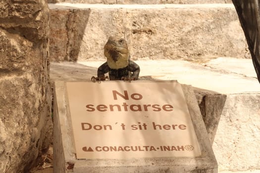 Iguana lizzard at the Archaeological Site of Uxmal sitting on a sign that says "Don't sit here/No sentarse"", close to Merida, Mexico 2022"