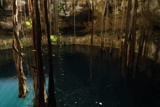 The vegetation down in the Cenote Oxman, giant lianas hanging down into the water, close to Valladolid, Mexico 2022