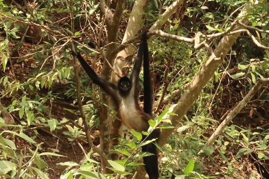 Big spider monkey hanging from a tree in the Sumidero Canyon/Canon del Sumidero, Chiapas, Mexico 2022