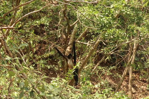 Adult spider monkey hanging from a tree in the Sumidero Canyon/Canon del Sumidero, Chiapas, Mexico 2022