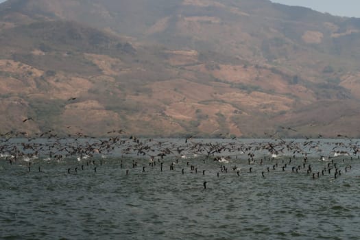 Hundreds of black birds/ducks on the Chicoasen Dam Reservoir Lake, close to Sumidero Canyon/Canon del Sumidero, Chiapas, Mexico 2022