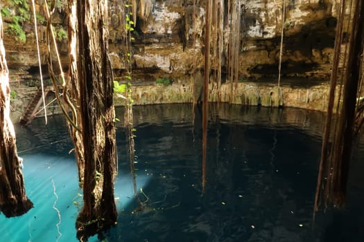 Giant lianas hanging down into the water of the Cenote Oxman, close to Valladolid, Mexico 2022