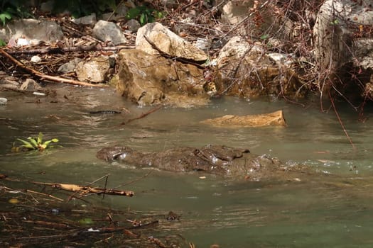 Crocodile swimming in the river of the Sumidero Canyon/Canon del Sumidero, well camouflaged, Chiapas, Mexico 2022