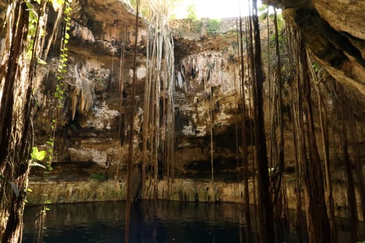 Giant lianas growin all the way down into the water of the Cenote Oxman, Valladolid, Mexico 2022