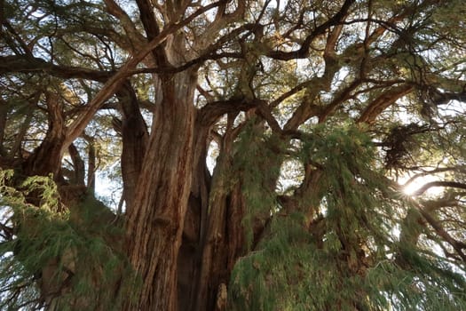 Sun shining through the branches of the giant Tree of Tule, El Arbol del Tule, Oaxaca, Mexico 2022