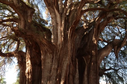 The enormous trunk and branches of the famous Tree of Tule/El Arbol del Tule, Oaxaca, Mexico 2022