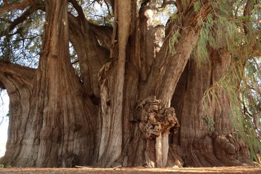 The gigantic trunk of the majestic Tree of Tule, El Arbol del Tule, Oaxaca, Mexico 2022