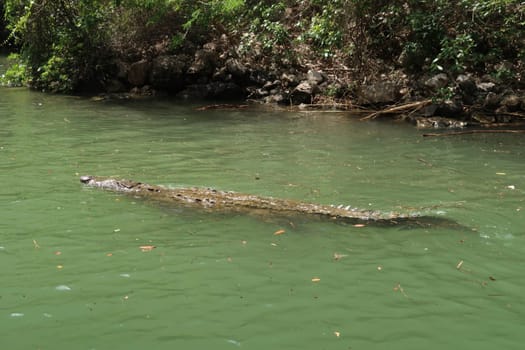 Crocodile swimming in the river of the Sumidero Canyon/Canon del Sumidero, Chiapas, Mexico 2022