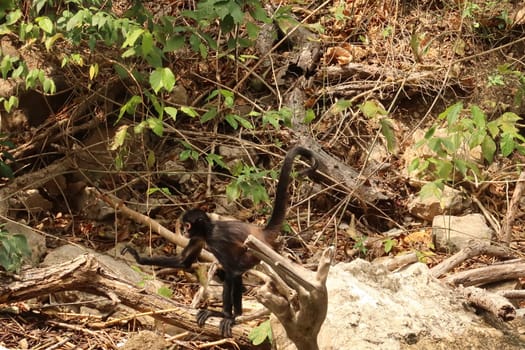Little spider monkey walking on the river bank in the Sumidero Canyon/Canon del Sumidero, Chiapas, Mexico 2022