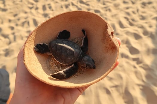 Releasing a baby turtle at the beach Playa Bacocho in Puerto Escondido, Mexico 2022