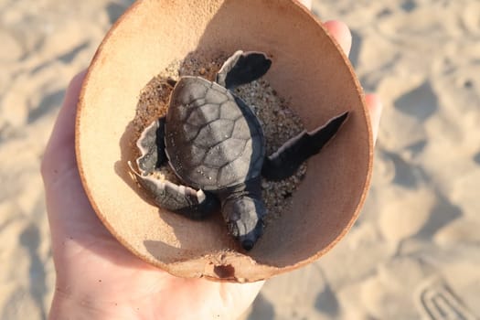 Releasing a little baby turtle into the ocean at Playa Bacocho in Puerto Escondido, Mexico 2022