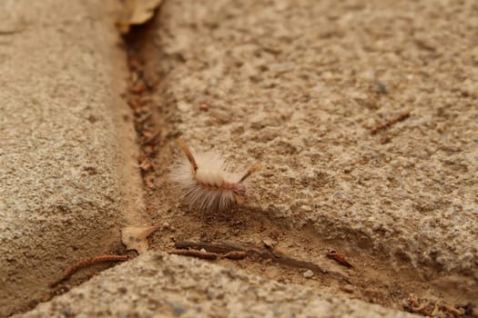 White-marked Tussock Moth Caterpillar, San Jose del Pacifico, Oaxaca, Mexico 2022