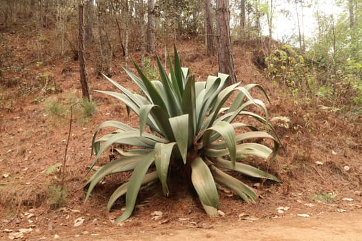 Giant agave plant next to the road on a hike from San José del Pacifico to San Mateo Rio Hondo, Oaxaca, Mexico 2023