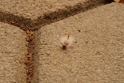 White-marked Tussock Moth Caterpillar, fury white caterpillar with red head, San Jose del Pacifico, Oaxaca, Mexico 2022