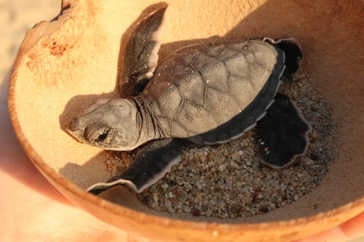 Releasing a little baby turtle at the beach Playa Bacocho in Puerto Escondido, Mexico 2022