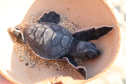 Releasing a baby turtle into the ocean at Playa Bacocho in Puerto Escondido, Mexico 2022