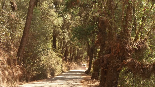 Beautiful avenue leading through the forest from San Jose del Pacifico to San Mateo Rio Hondo, Oaxaca, Mexico 2022