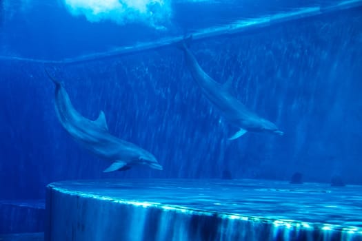 Dolphins couple swimming in aquarium. Blue light, underwater picure