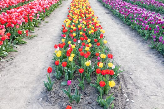 Blooming tulips field in Holland, springtime - beautiful multicolored background, sunlight