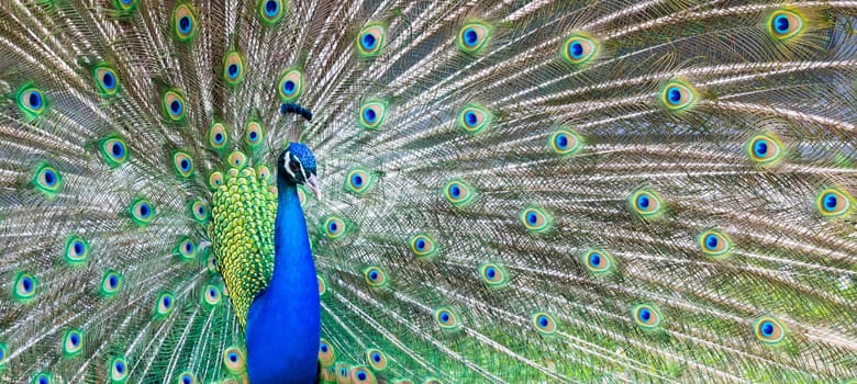 Peacock portrait - Beautiful colourful peackock feather, nobody, isolated.