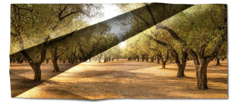 Creative picture of olive tree. Vintage design, natural background, nobody