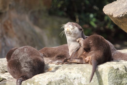 The Eurasian otter (Lutra lutra), also known as the European otter, Eurasian river otter, common otter, and Old World otter, is a semiaquatic mammal native to Eurasia.