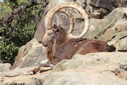 The Siberian ibex (Capra sibirica) is a species of ibex that lives in central Asia. It has traditionally been treated as a subspecies of the Alpine ibex